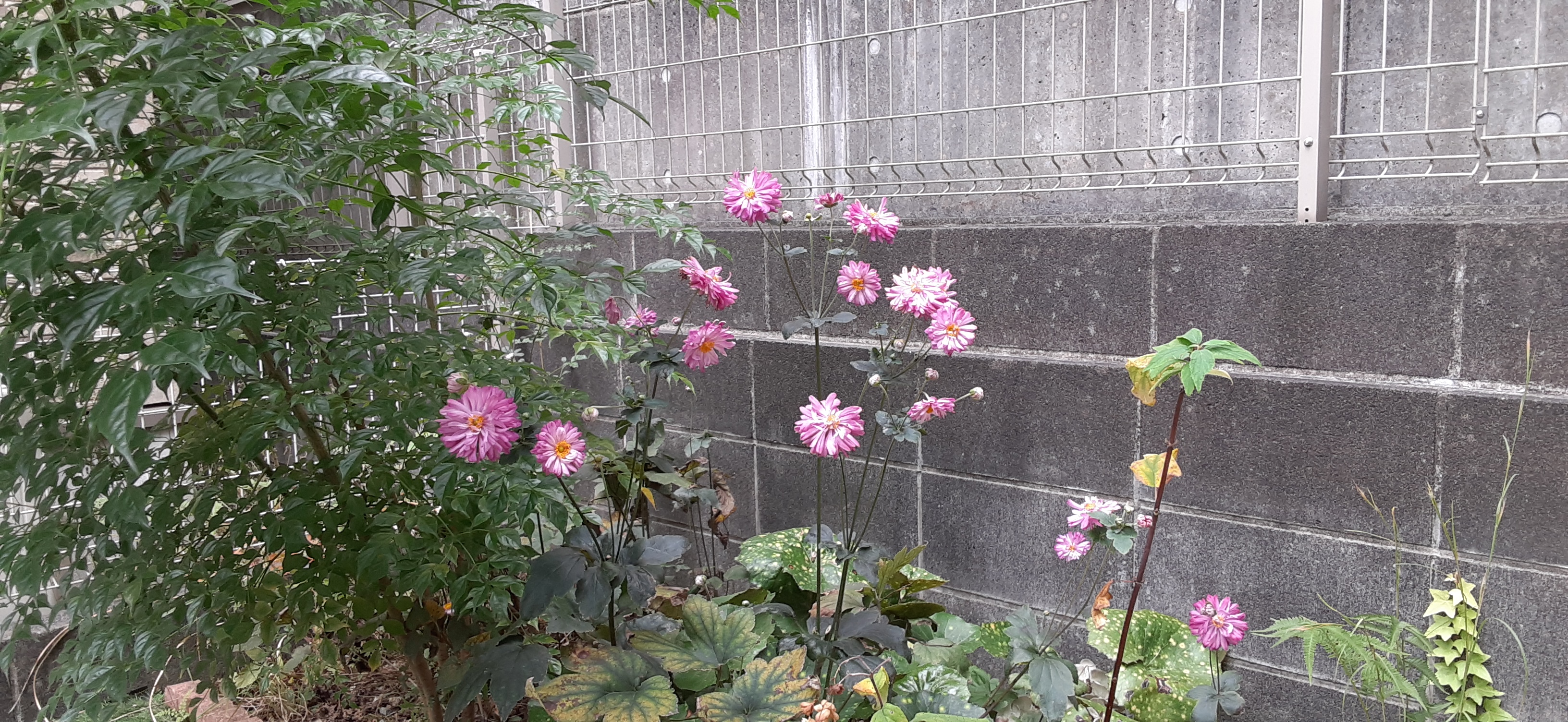院長写真
